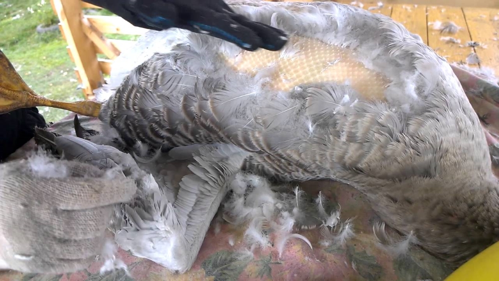 Ощипывание птицы руками